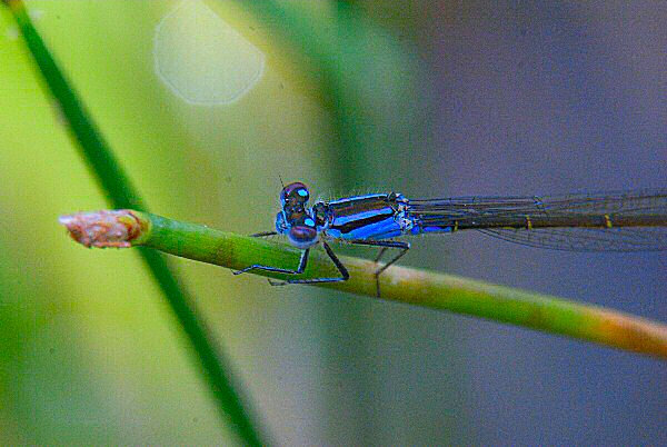 Photo d'une demoiselle (l'insecte) ou calopteryx vierge