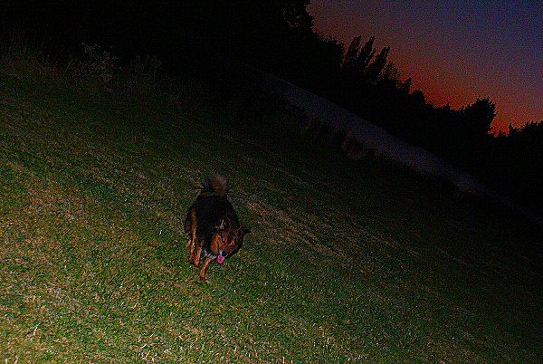 Photo d'un chien au crépuscule - Domini