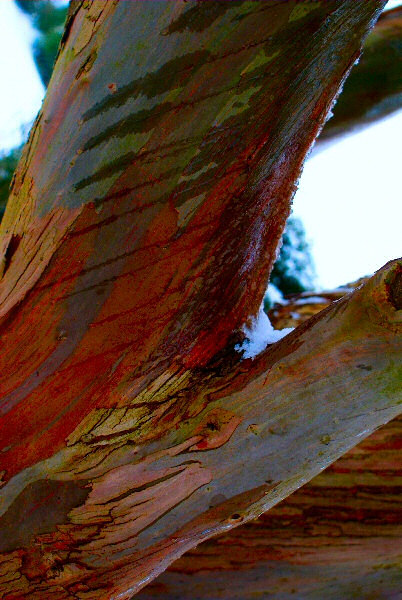 Photo des couleurs de l'écorce d'un arbre