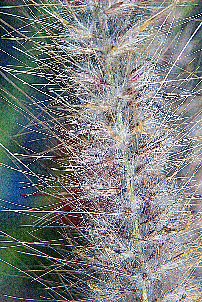 Photo d'épines - Une guirlande naturelle