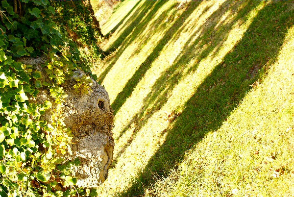 La femme arbre toute nue - Une photo