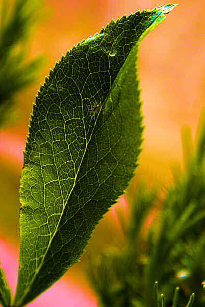 Photo d'une feuille d'hellébore