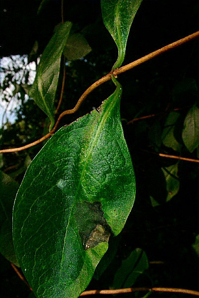 Photo d'une feuille d'arbre verte