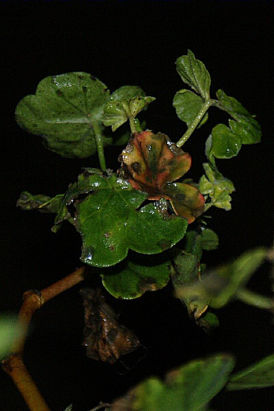 Des feuilles de géranium - Une photo sous la pluie