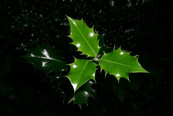 Photo de feuilles de houx.