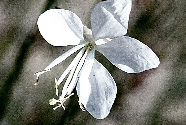 Photo d'une fleur blanche