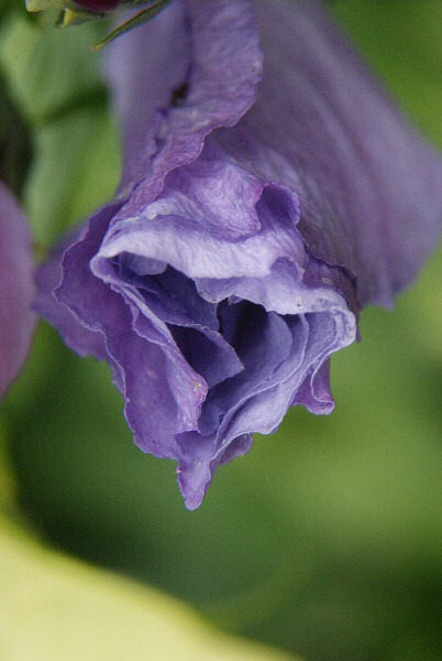 Photo d'une fleur de la passion.