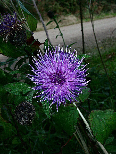 Photo d'une fleur de cactus