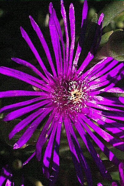 Photo d'une fleur mauve