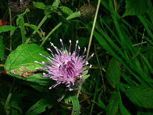 Photo d'une fleur de cactus