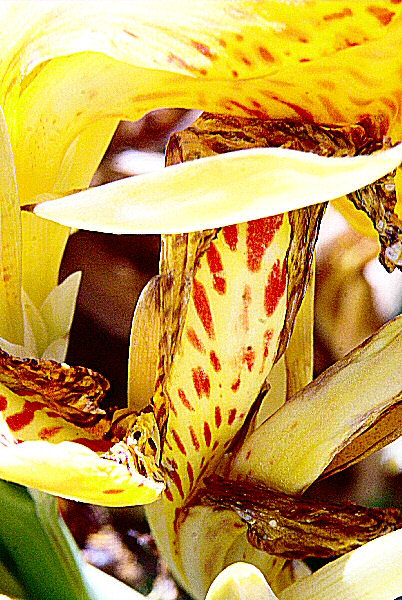 Photo de l'automne d'une fleur exotique