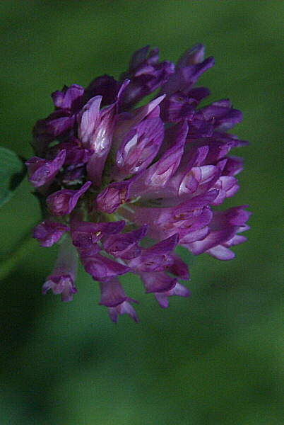 Photo d'une fleur de graminée mauve.