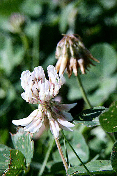 Photo d'une fleur de graminée.