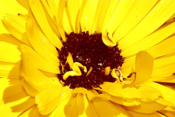 Photo du coeur d'un dahlia jaune.