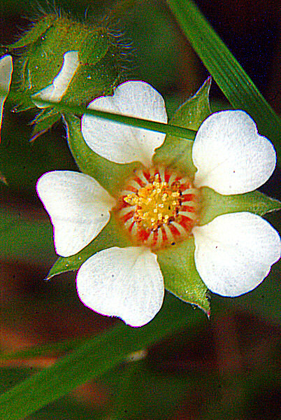 Photo d'une minuscule fleur blanche.