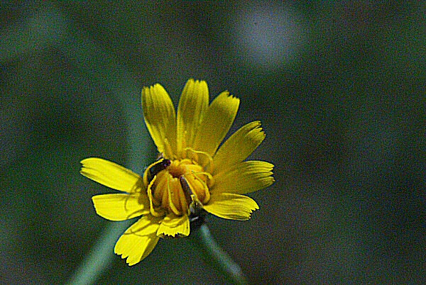 Photo d'une fleur de pissenlit