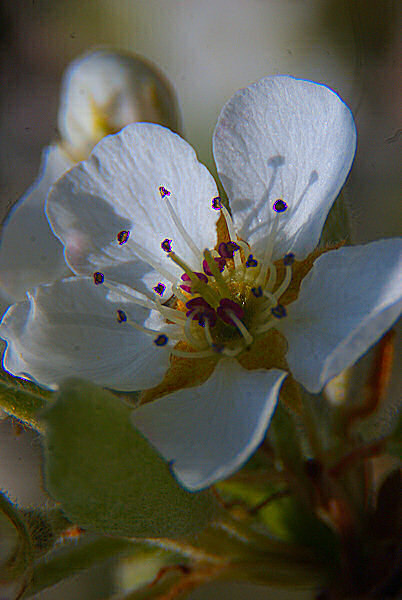 Photo d'une fleur de poirier.