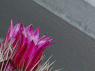 Photo d'une fleur de cactus.