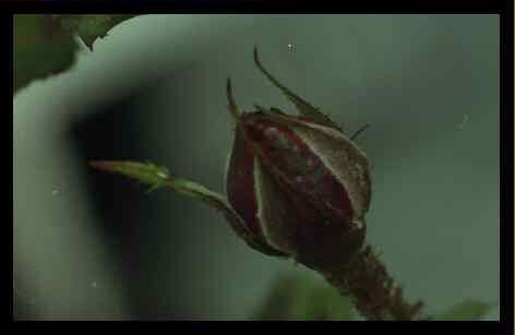 Photo d'un bouton de rose