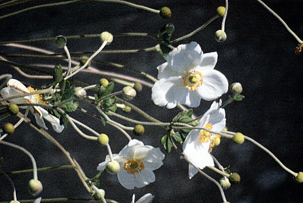 Photo des fleurs d'un fraisier.