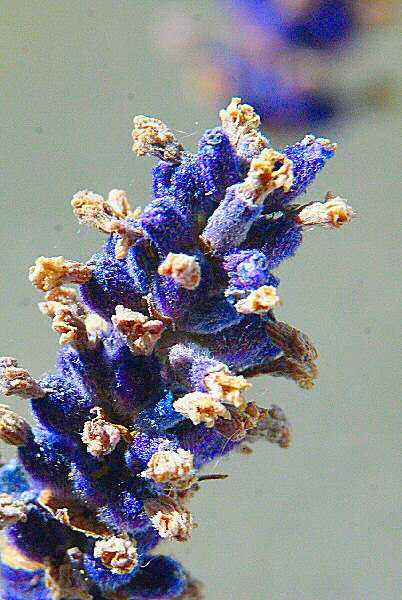 Photo de fleurs aux pointes fanées.