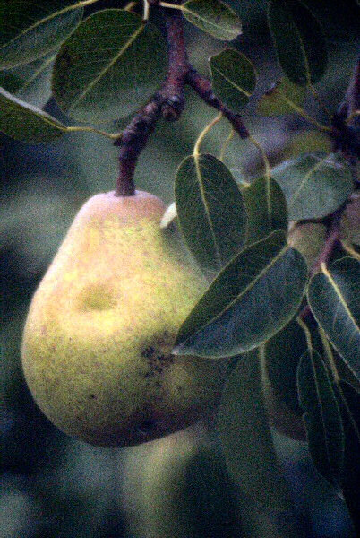 Photo de la fossette d'une poire.