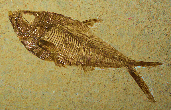 Photo du fossile d'un poisson.