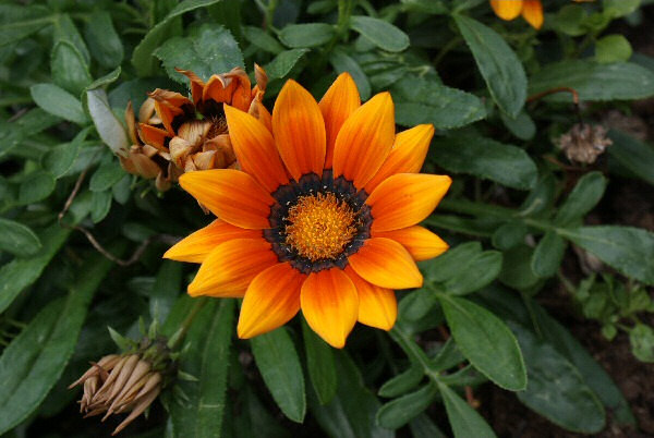 Photo d'une gazanie ou gazania.