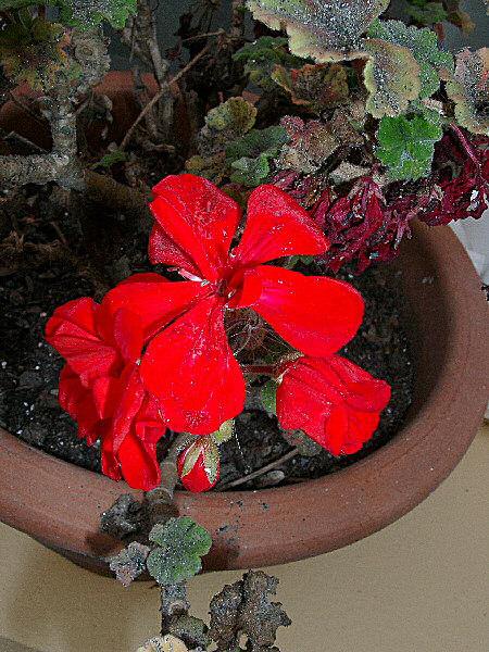 Photo d'un géranium des jardins ou pelargonium