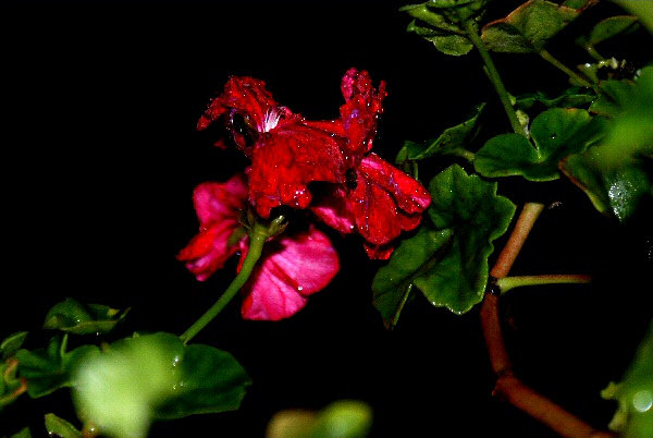 Une photo d'un géranium dans la nuit