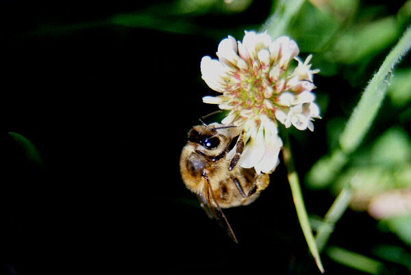 Photo d'une fleur de graminée et d'une abeille.