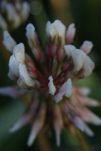 Image d'une fleur de graminée.
