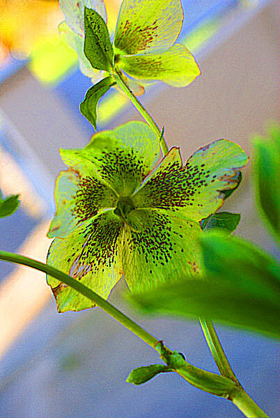 Photo d'un hellébore - Une fleur