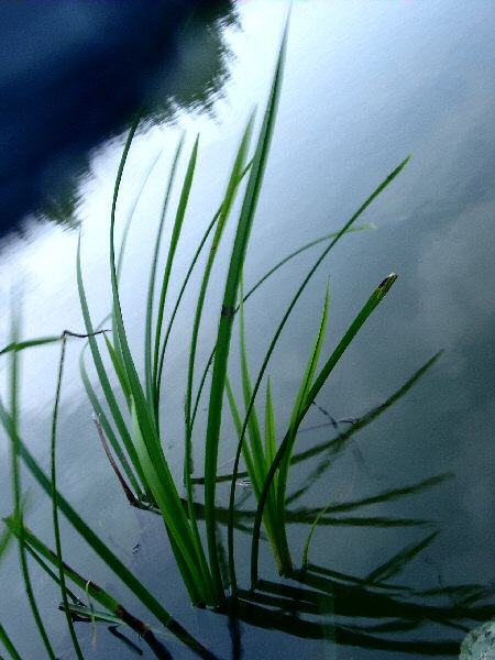 Photo d'herbes au bord d'un étang.