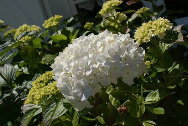 Photo d'un hortensia blanc