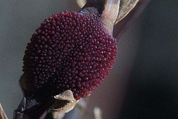 Photo d'une infrutescence ou faux-fruit.