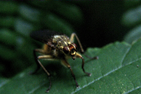 Image d'un insecte des bois.