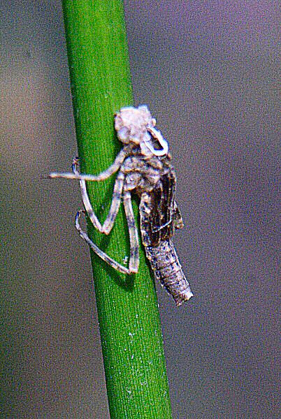 Photo d'une exuvie d'un insecte aquatique