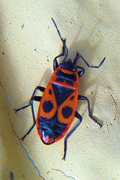 Photo d'un gendarme, l'insecte