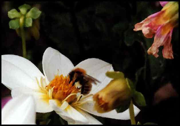 photo d'une abeille qui butine une fleur