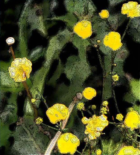 Image numérique de boutons d'or - Des fleurs