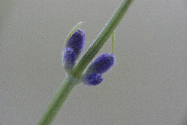 Photo d'une fleur de lavande