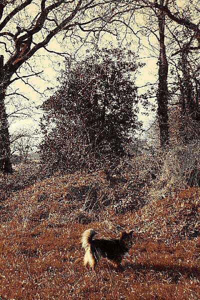 Le chien - Une photo dans la nature