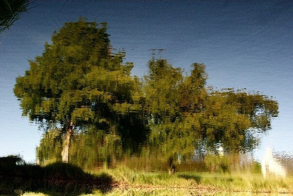 Les arbres - La photo d'un reflet