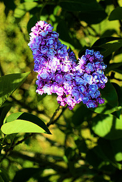 Du lilas - Une photo en couleurs