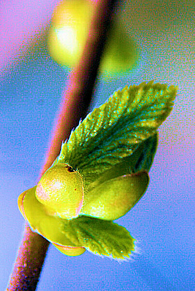 Photo de jeunes feuilles d'arbre.