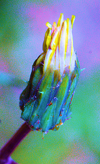 Photo du bourgeon d'une mauvaise fleur.