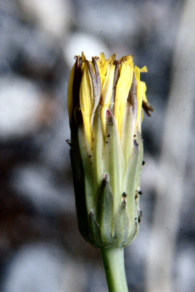 Photo d'une fleur sauvage