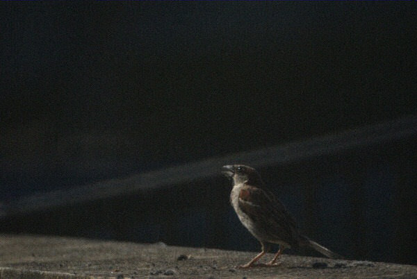 Photo d'un chanteur - un moineau