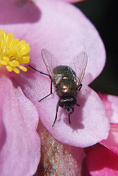 Photo d'une mouche dorée - La lucilie impériale
